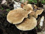 Polyporus ciliatus