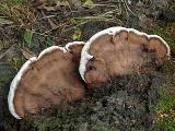 Ganoderma applanatum