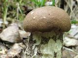 Leccinum duriusculum