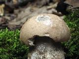 Leccinum duriusculum