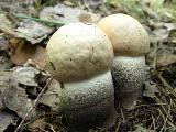 Leccinum duriusculum