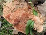 Hapalopilus nidulans