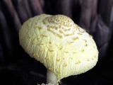 Leucocoprinus birnbaumii 