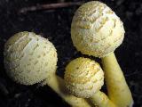 Leucocoprinus birnbaumii