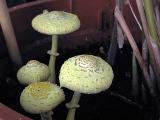 Leucocoprinus birnbaumii