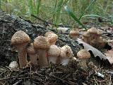 Armillaria ostoyae