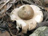 Geastrum fimbriatum