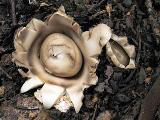 Geastrum fimbriatum