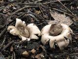 Geastrum fimbriatum 