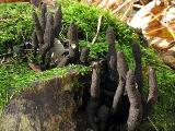 Xylaria polymorpha 