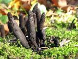 Xylaria polymorpha 