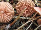 Mycena rosella