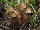 Mycena olivaceomarginata