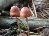 Mycena sanguinolenta 