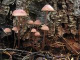 Mycena sanguinolenta 