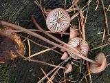 Mycena sanguinolenta