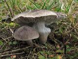 Tricholoma terreum 