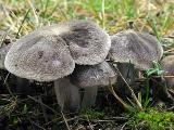 Tricholoma terreum 