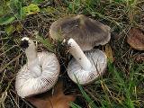 Tricholoma terreum 