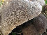 Tricholoma terreum 