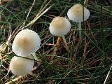 Mycena epipterygia 