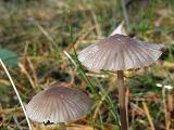 Mycena galopus var. galopus 