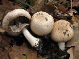 Agaricus phaeolepidotus 