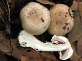 Agaricus phaeolepidotus 