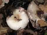 Agaricus phaeolepidotus 