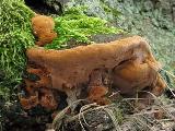 Phellinus torulosus 