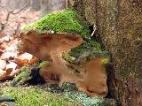 Phellinus torulosus 