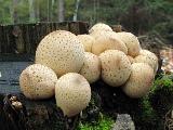 Lycoperdon pyriforme