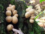 Lycoperdon pyriforme