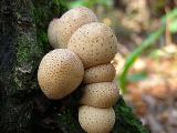 Lycoperdon pyriforme