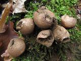 Lycoperdon pyriforme