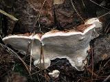 Heterobasidion annosum 