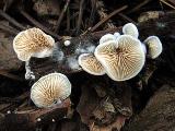 Crepidotus variabilis