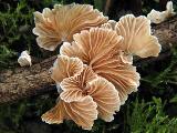 Crepidotus variabilis