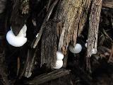 Crepidotus variabilis