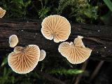 Crepidotus variabilis