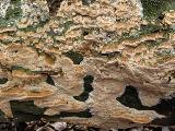 Schizopora flavipora