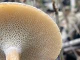 Polyporus brumalis 