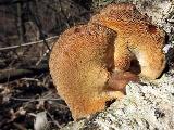 Polyporus brumalis 