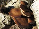 Polyporus brumalis