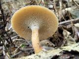 Polyporus brumalis 