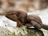 Polyporus brumalis 