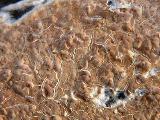 Cylindrobasidium evolvens