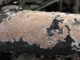 Cylindrobasidium evolvens 
