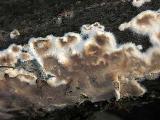Cylindrobasidium evolvens