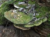 Trametes gibbosa 